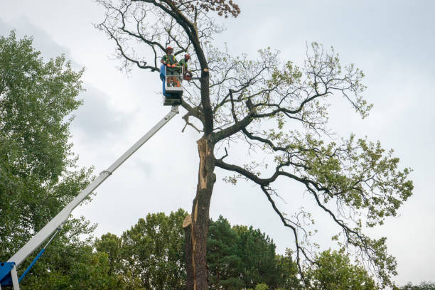 Best Tree Trimming and Pruning  in Lindenwold, NJ