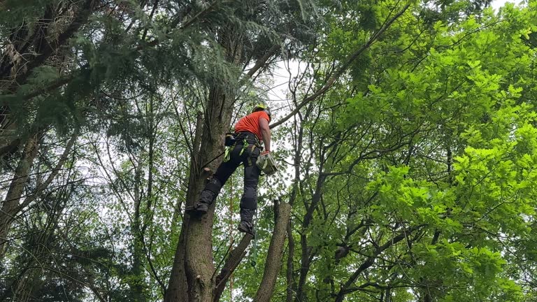Best Tree Health Inspection  in Lindenwold, NJ