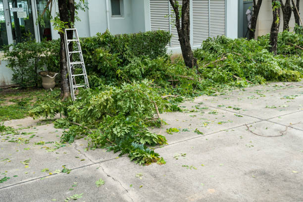 Best Lawn Mowing  in Lindenwold, NJ