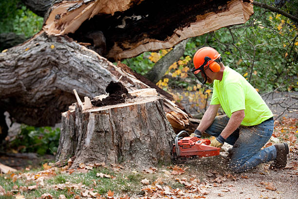 Reliable Lindenwold, NJ Tree Removal Solutions