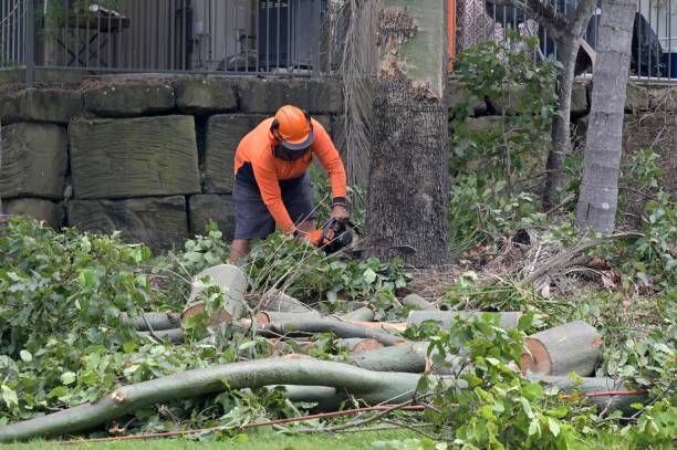 Best Tree Risk Assessment  in Lindenwold, NJ