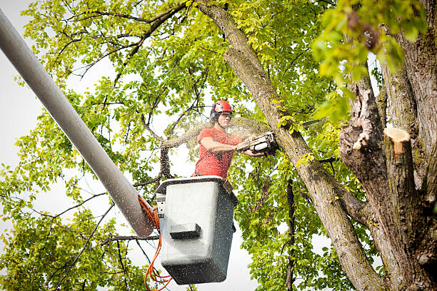 Best Commercial Tree Services  in Lindenwold, NJ
