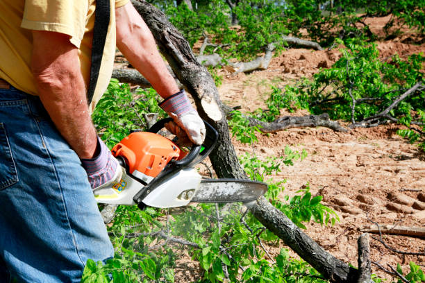 Best Arborist Consultation Services  in Lindenwold, NJ